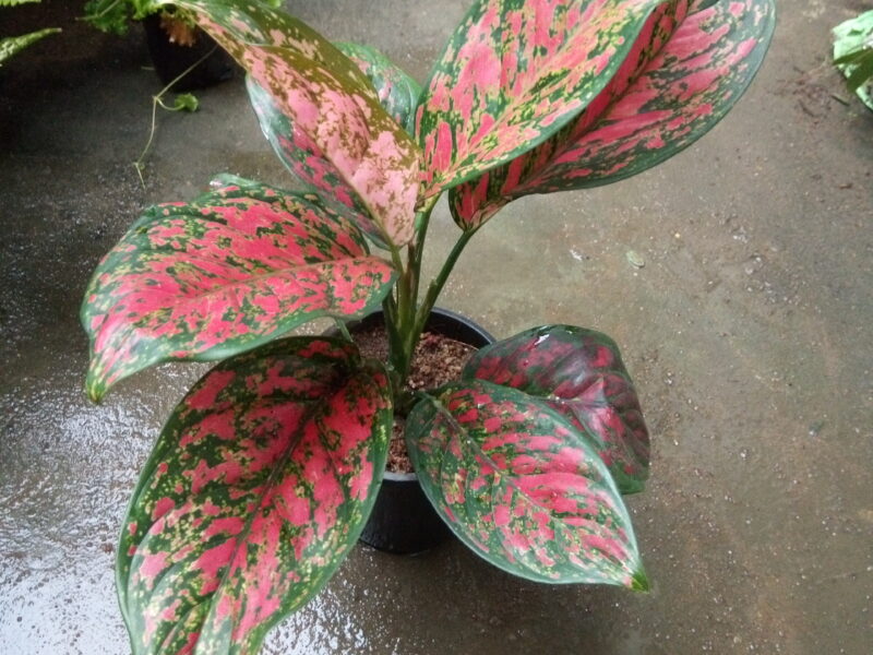 Aglaonema plants (ඇග්ලොනීමා පැළ)