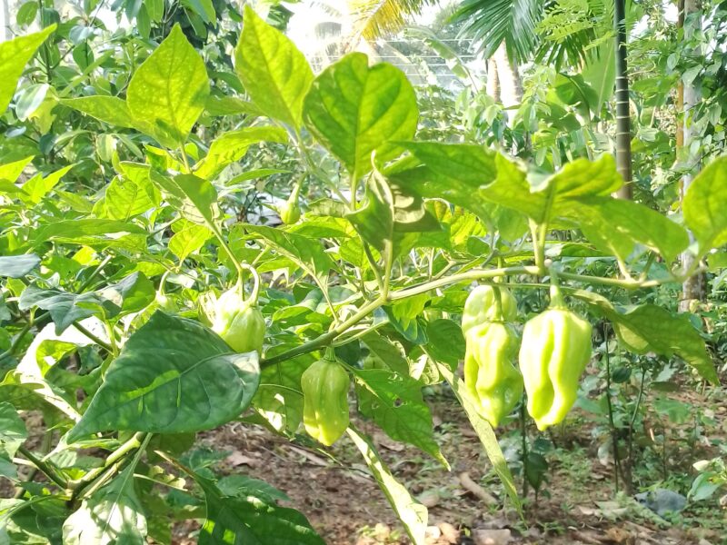 Scotch bonnet (light green)නයි මිරිස් බීජ