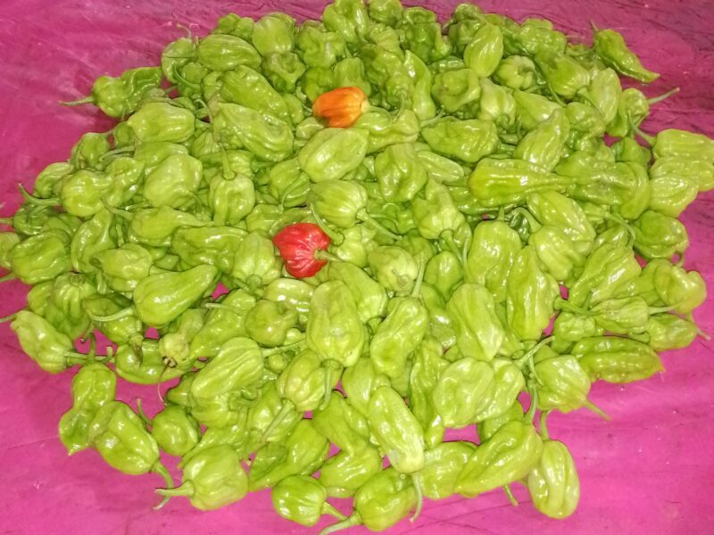 Scotch bonnet (light green)නයි මිරිස් බීජ