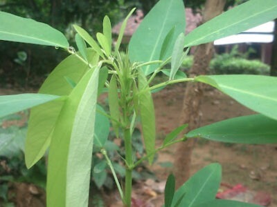 Prana Jeewa leaves/ ප්‍රාණ ජීව කොල ඉක්මනින් අවශ්‍යයි,