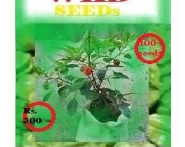 Scotch bonnet (light green)නයි මිරිස් බීජ