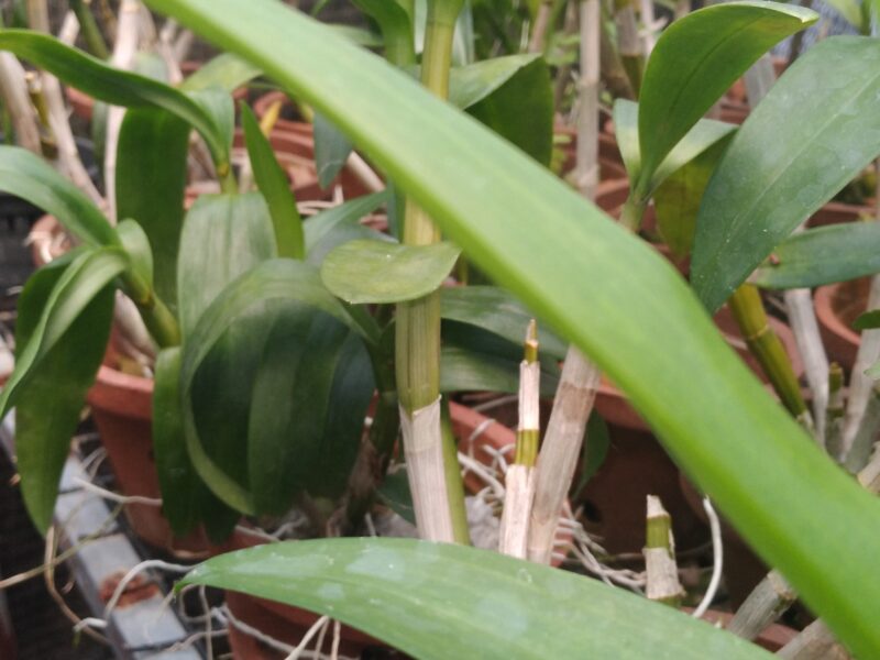 ඕකිඩ් - Orchid