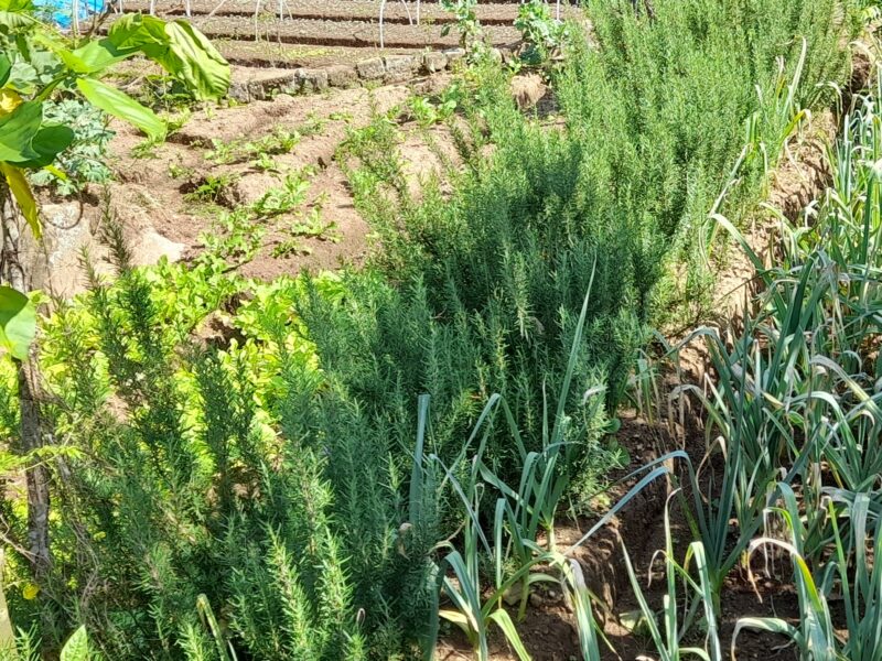 රොස්මරි පැල සහ අතු සැපයිය හැක | Rosemary plants & branches