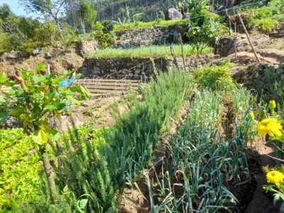 රොස්මරි පැල සහ අතු සැපයිය හැක | Rosemary plants & branches