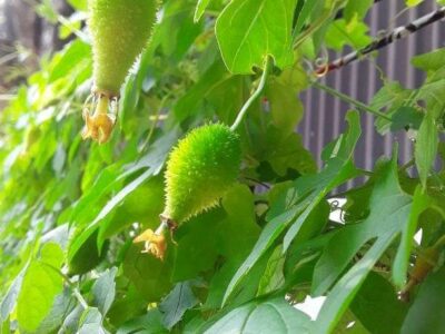 Spine gourd| තුඹ පැල