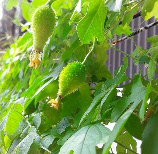 Spine gourd| තුඹ පැල