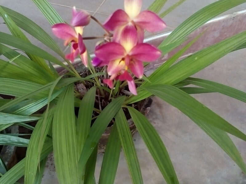 Ground orchids plants/Anthurium