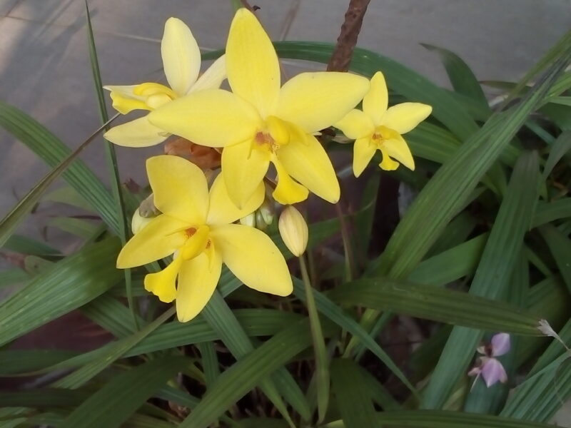 Ground orchids plants/Anthurium