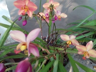 Ground orchids plants/Anthurium