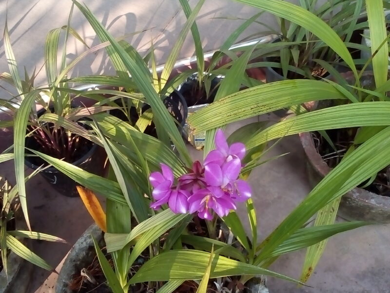 Ground orchids plants/Anthurium