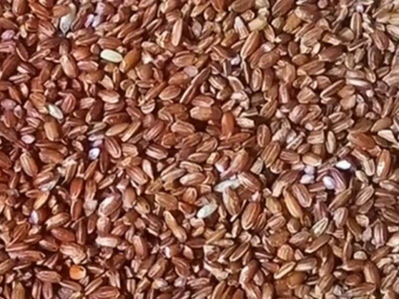 කුරුලුතුඩ සහල් (Kuruluthuda Rice)