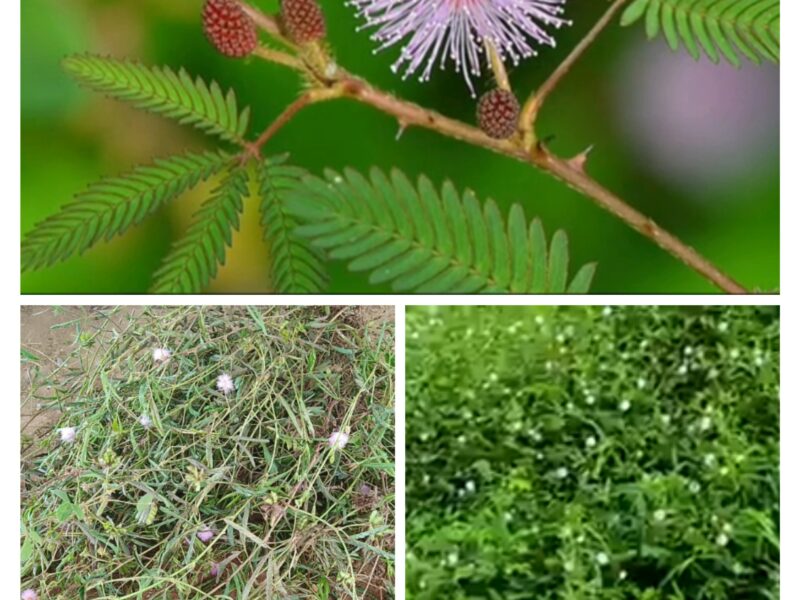 නිදිකුම්බා (Nidikumba )