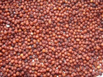 Kurakkan Seeds | කුරක්කන් ඇට