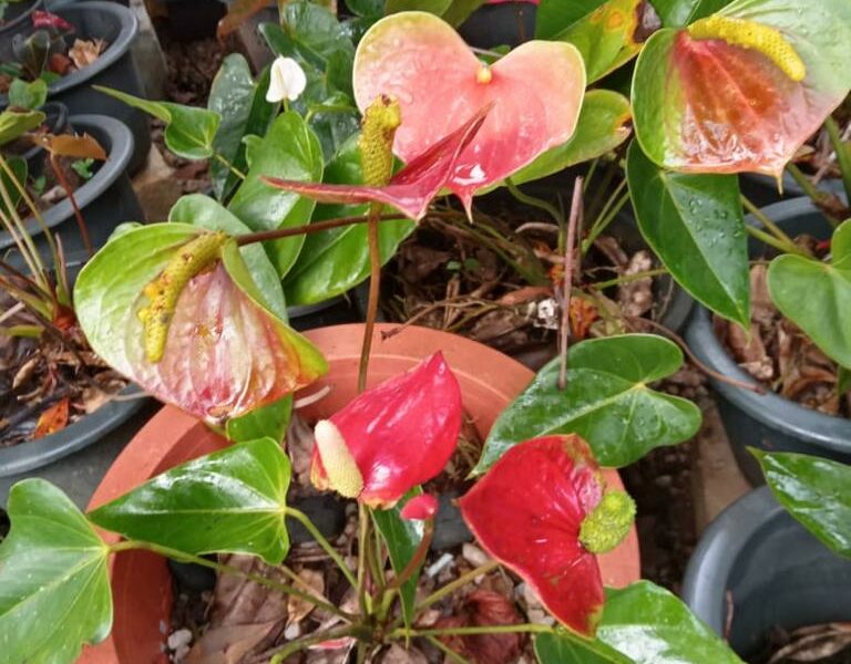 Anthurium | ඇන්තූරියම් පැල