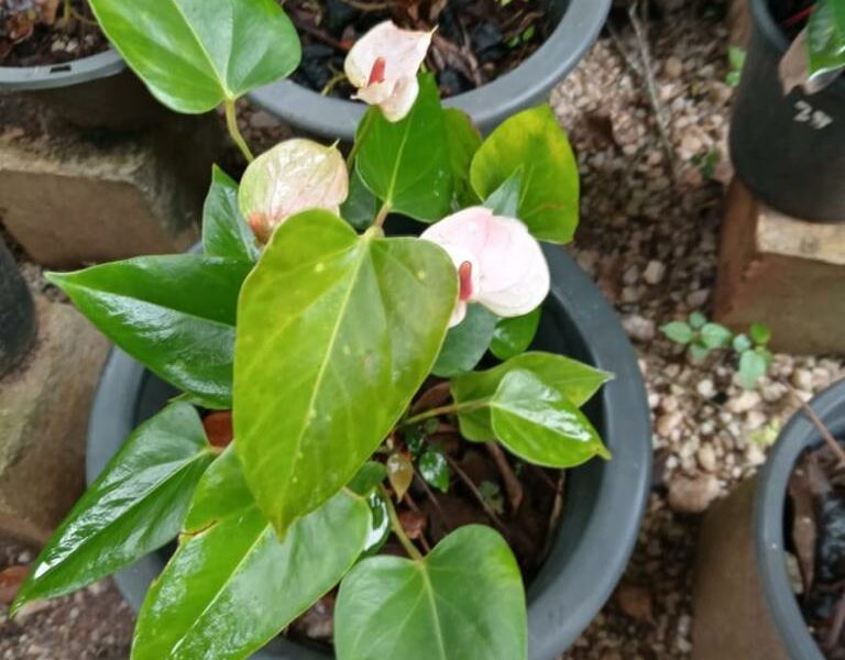 Anthurium | ඇන්තූරියම් පැල