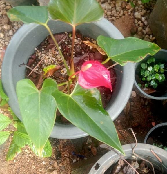 Anthurium | ඇන්තූරියම් පැල