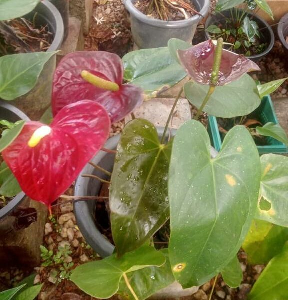 Anthurium | ඇන්තූරියම් පැල