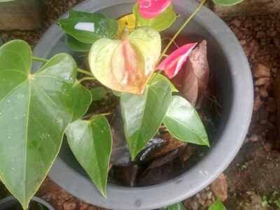 Anthurium | ඇන්තූරියම් පැල