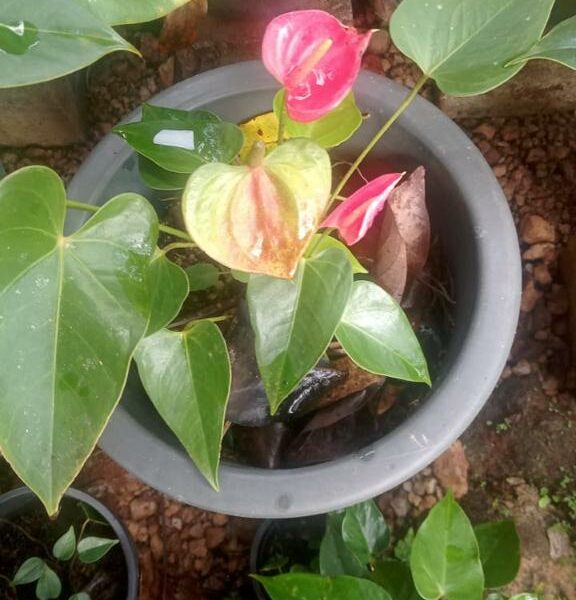 Anthurium | ඇන්තූරියම් පැල