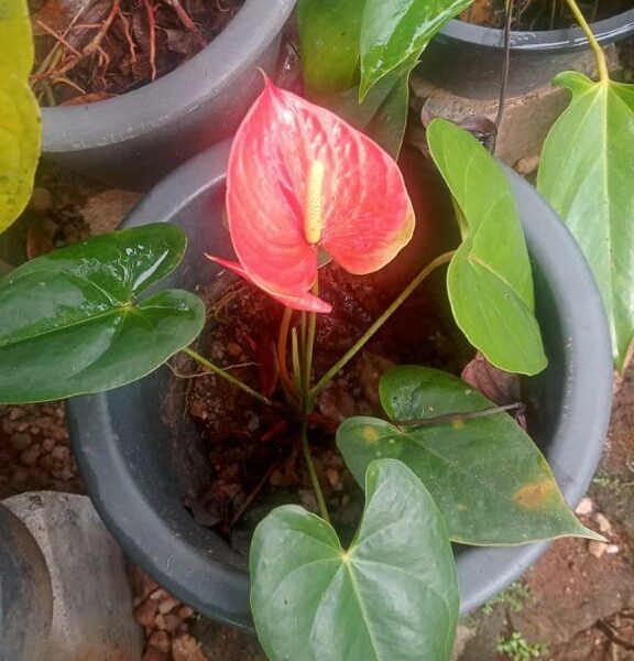 Anthurium | ඇන්තූරියම් පැල