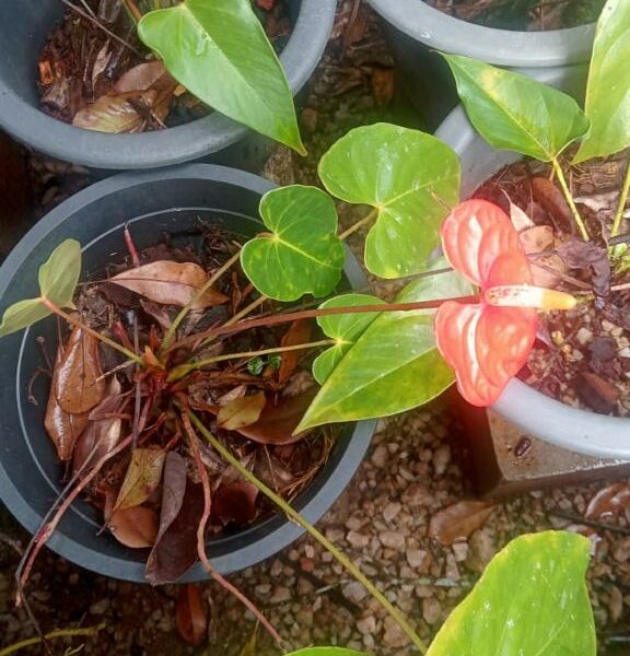 Anthurium | ඇන්තූරියම් පැල