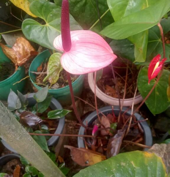 Anthurium | ඇන්තූරියම් පැල