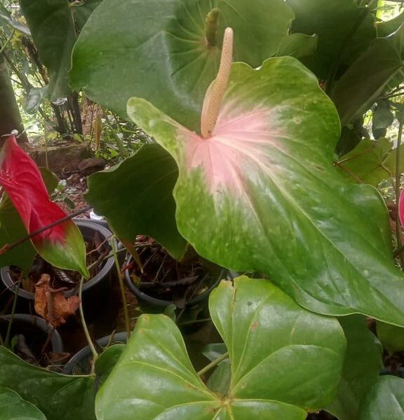 Anthurium | ඇන්තූරියම් පැල