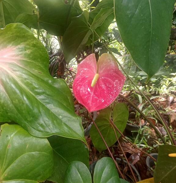 Anthurium | ඇන්තූරියම් පැල