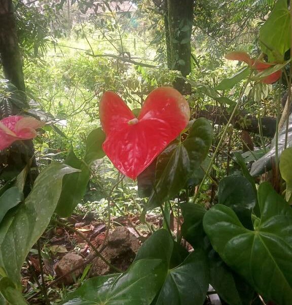 Anthurium | ඇන්තූරියම් පැල