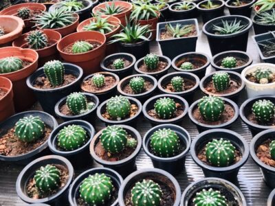 Green White Dotted Ball Cactus