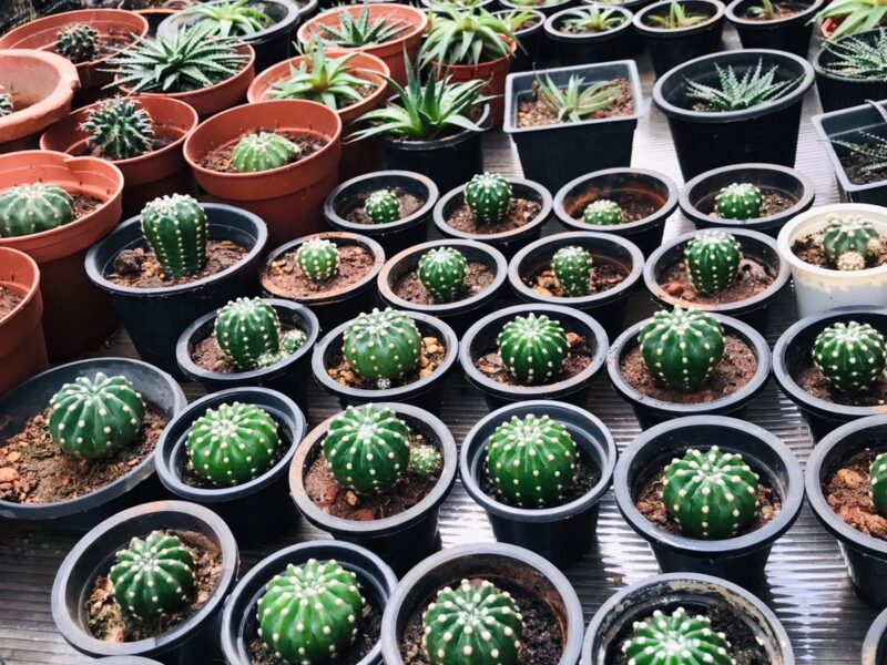 Green White Dotted Ball Cactus