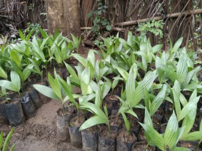 Areca Nut Plants | පුවක් පැල