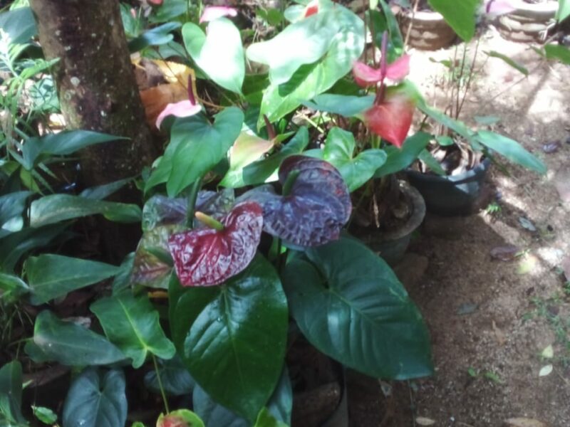 Ornamental Plants | විසිතුරු මල් පැල