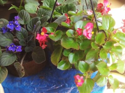 Ornamental Plants | විසිතුරු මල් පැල