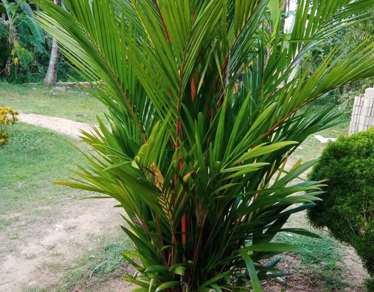 Palm