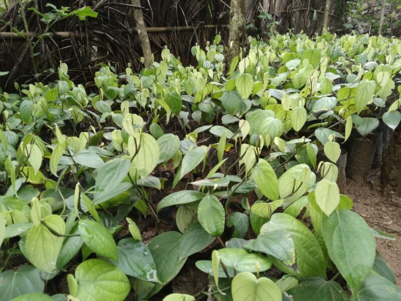 Black Pepper | ගම්මිරිස්