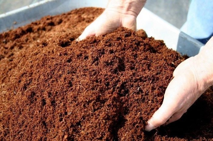 Cocopeat | කොහුබත්