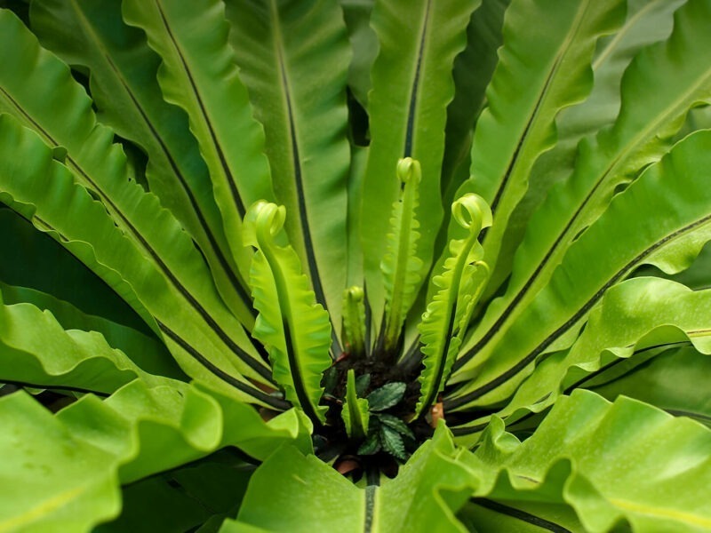 Bird Nest Plants