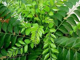 Curry leaves - කරපිංචා කොළ