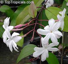 Jasminum Rex Plants