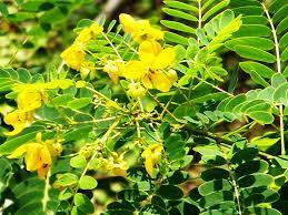 Ranawara Flowers / රණවරා මල්