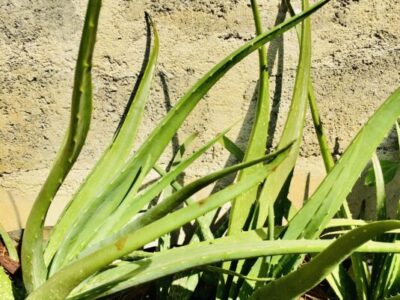 Aloe Vera - කෝමාරිකා