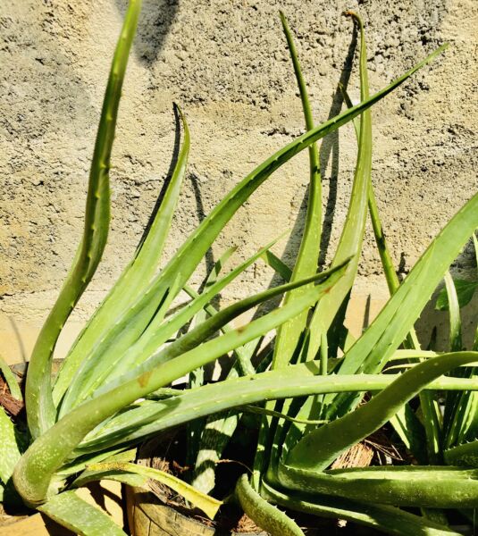 Aloe Vera - කෝමාරිකා