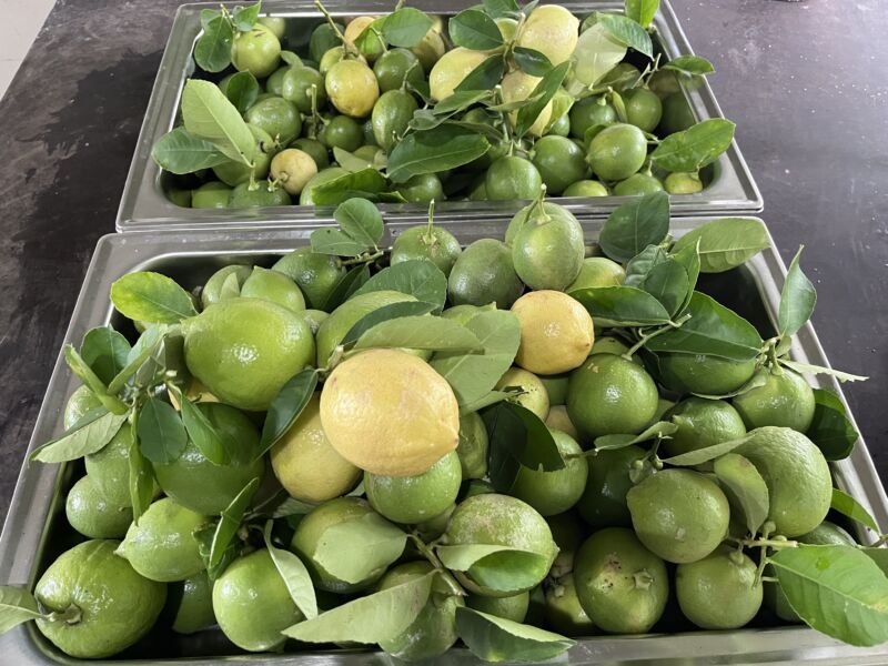 Seedless Eureka Lemon | බීජ රහිත ලෙමන්