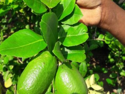 Seedless Organic Lemon