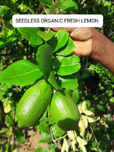 Seedless Organic Lemon