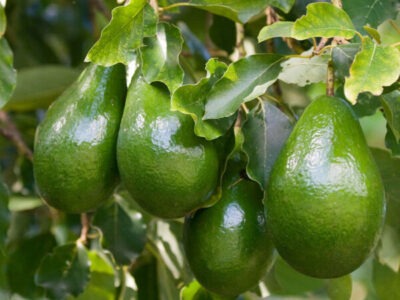 ඉතා උසස් තත්ත්වයේ අලිපෙර තොග (Avocado Wholesale)