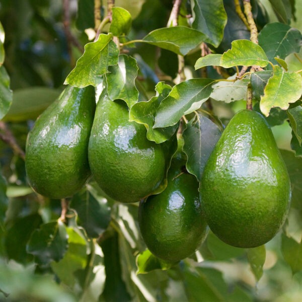 ඉතා උසස් තත්ත්වයේ අලිපෙර තොග (Avocado Wholesale)