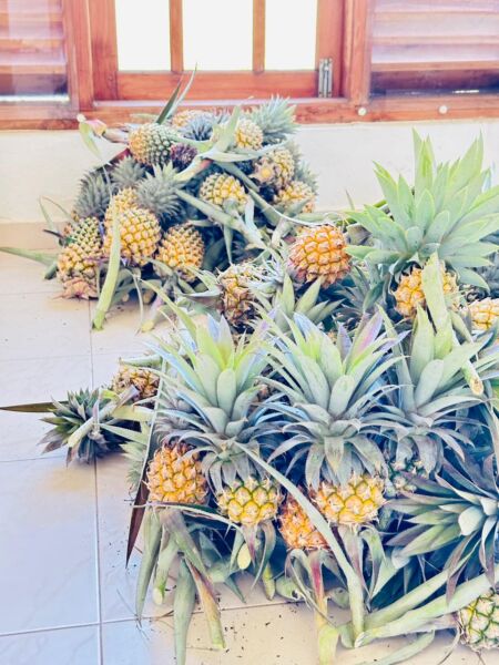 Pineapple for Sale (Annasi)