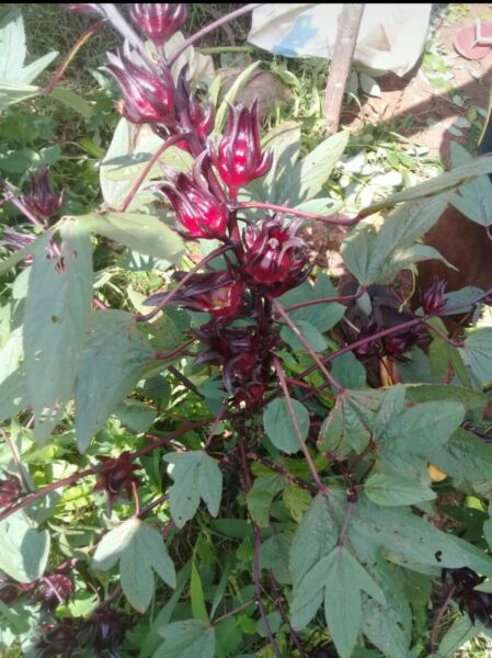 Flowers Rosella ( hibiscus)